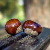 chestnuts-3710211_960_720